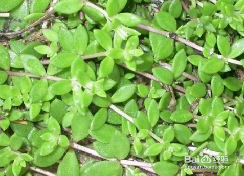 垂盆草有什么繁殖方法