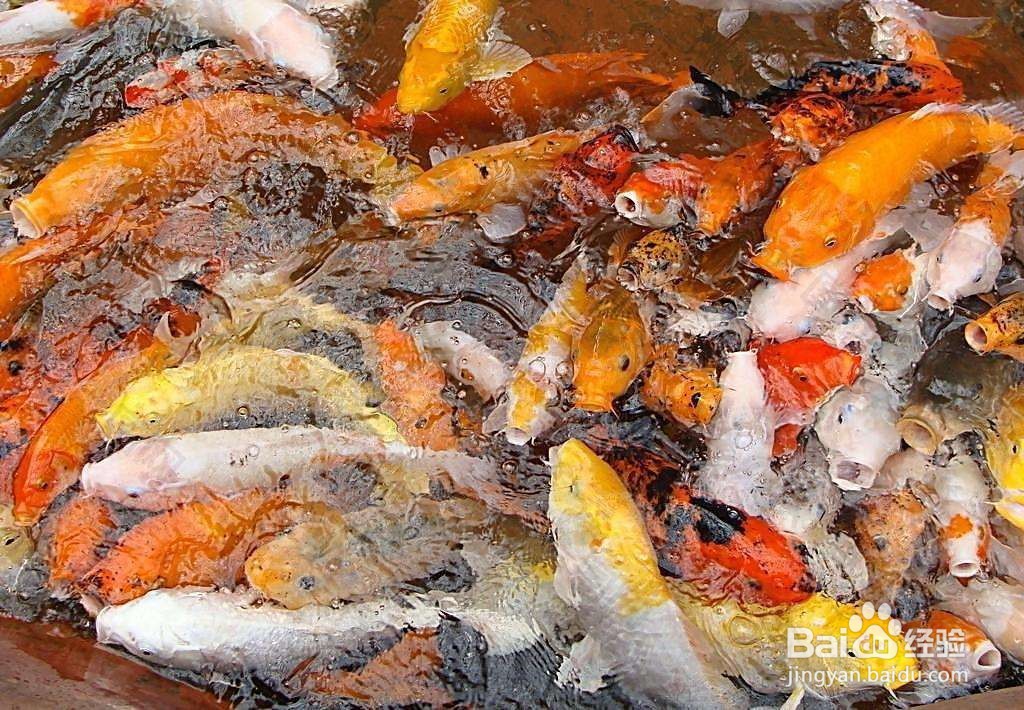 新手养观赏鱼知识