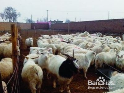 动物的家名称大全 百度经验