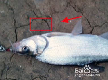 冬天路亚翘嘴怎么玩