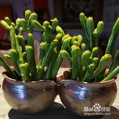 绿珊瑚怎样养护