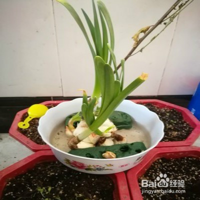 水仙花的养殖方法水培图片(水仙花的养殖方法和注意事项 盆栽)