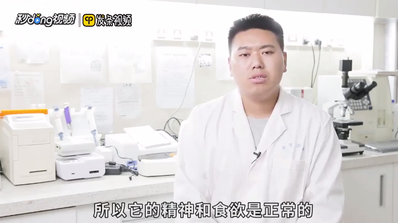 猫拉肚子但是精神很好是什么原因