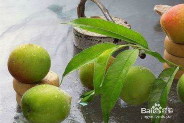 吃青梅可以给身体带来的8个好处