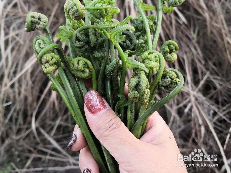 江南特色菜:蕨菜炒腊肉的做法