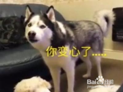 哈士奇吃醋不服，凭什么只抱阿拉斯加睡觉不抱我