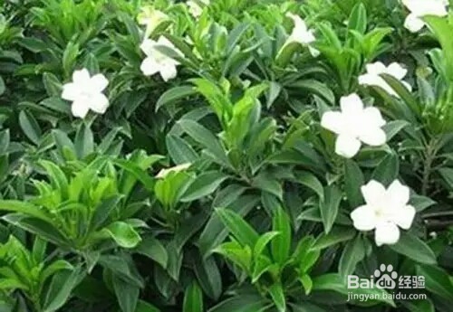 室内养哪些植物比较好