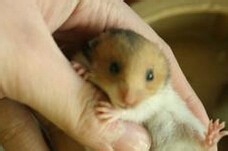 仓鼠跑了_仓鼠越狱了_仓鼠不见了怎么办