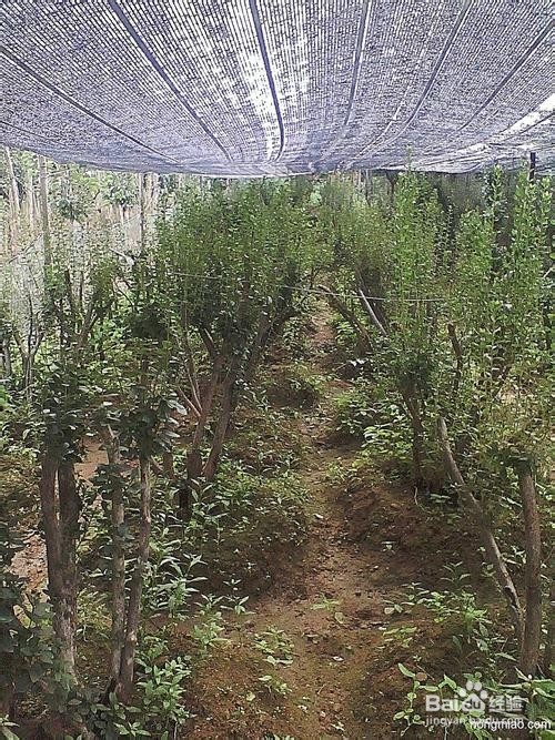 黄栌材疙瘩怎么去皮