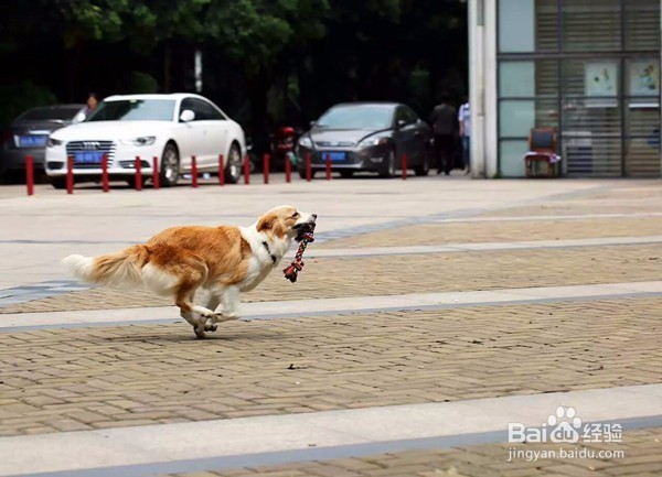 狗狗乱咬东西怎么办?怎么纠正?