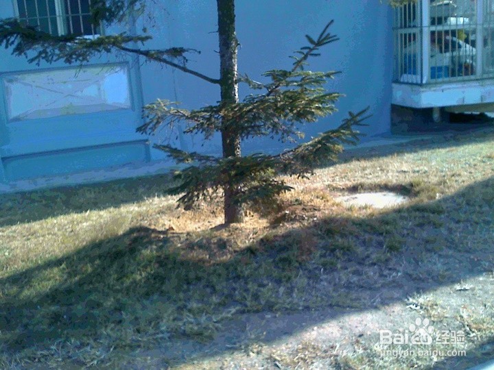 冬天植被怎样养护