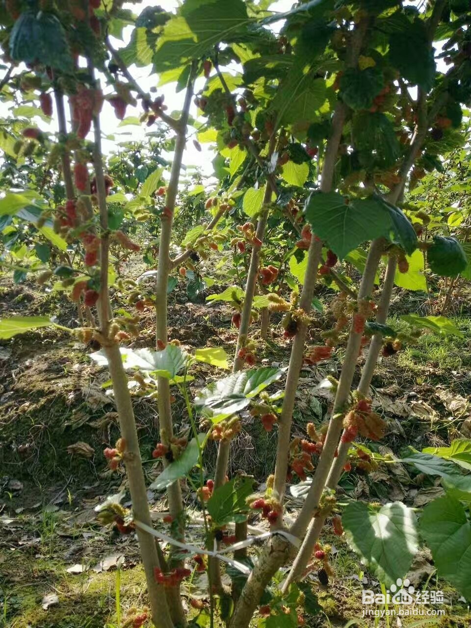 桑葚烘干机的作用,桑椹烘干机的使用