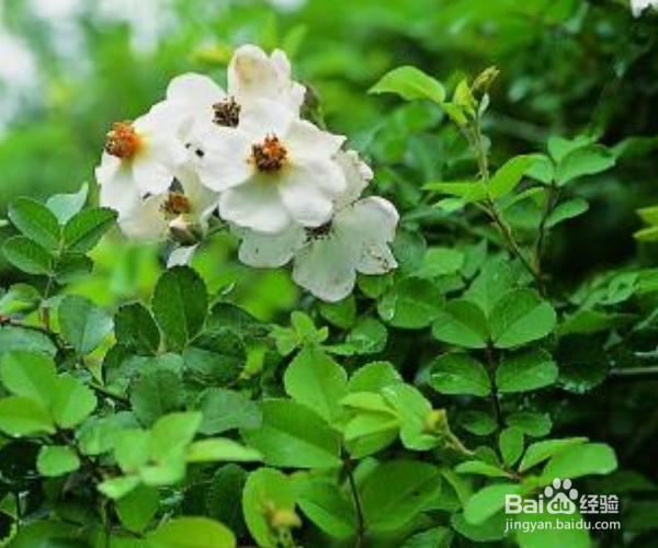 如何养护木本植物金樱子？