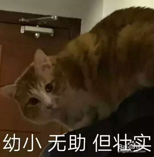 一到假期我的猫该怎么办呢