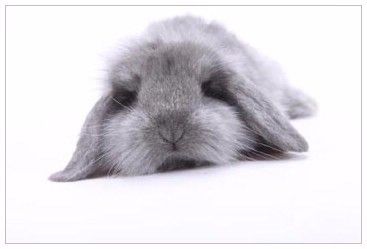 如何与宠物兔培养感情
