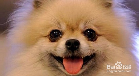 养成博美犬文明如厕的好习惯！