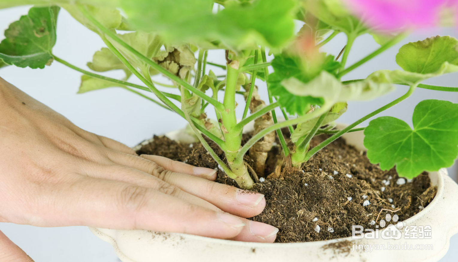 怎样养护天竺葵