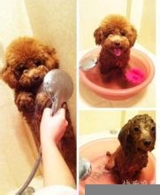 怎么给小泰迪洗澡