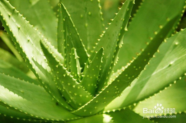 哪些花草具有较强吸收甲醛、苯的功能呢