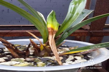 兰花叶子枯萎了怎么办