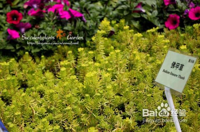 上海植物园（上）