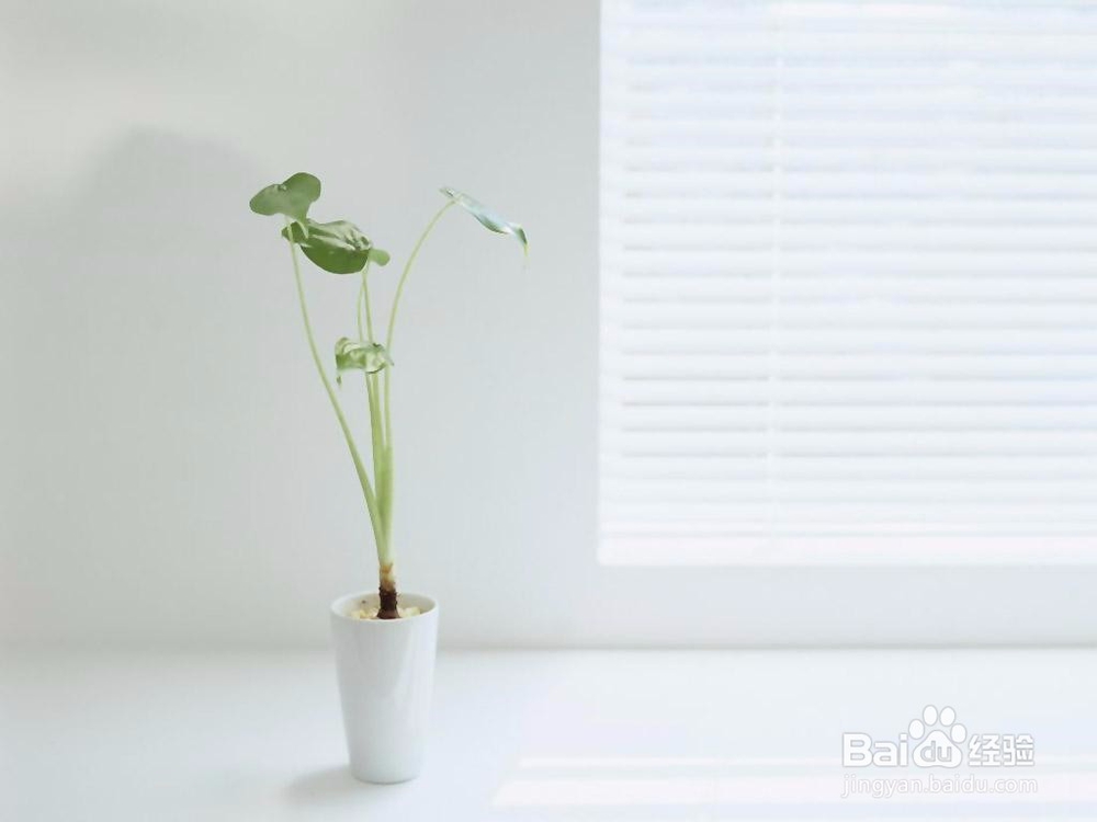 若逝去的爱情可以用钱买回,12星座愿意出多少钱