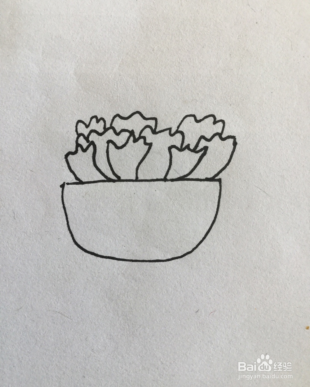 多肉植物简笔画4