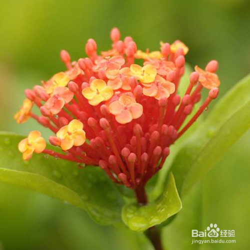 仙丹花不开花应该怎么办？