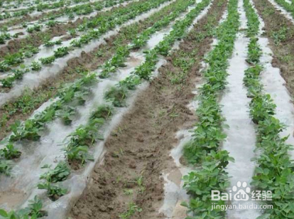 怎样种花生可以高产