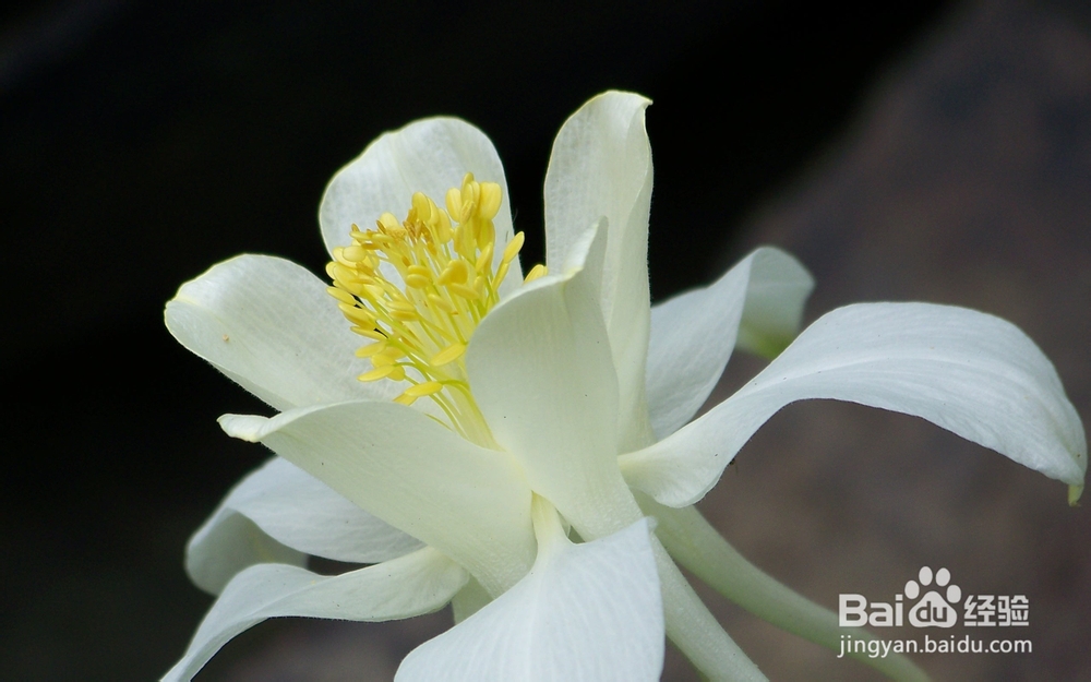 治疗精索静脉曲张吃什么好?