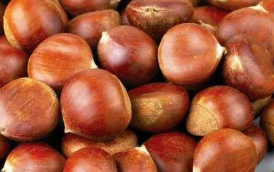 板栗怎样保存