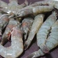 茄汁焖大虾家常菜