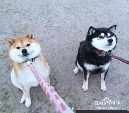 这7种狗跟哈士奇混血，你想象不到的事发生了！