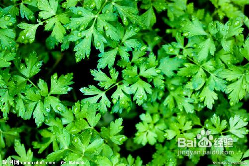 4种食物对抗季节性过敏