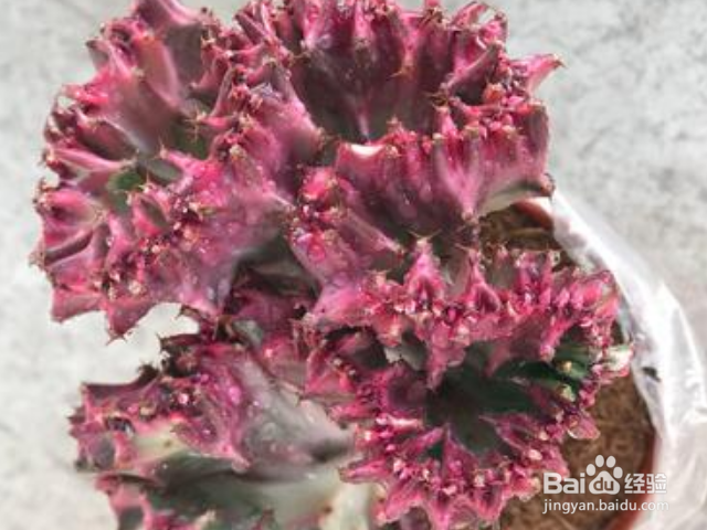 彩麒麟的养殖方法是什么？