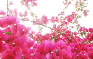 三角梅注意事项和养殖技巧都有什么?