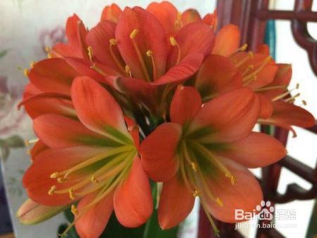 君子兰冬天就得这么养,不烂根、不黄叶,开花几十朵!