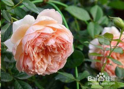 蓝妖：不可错过的经典灌木月季品种介绍