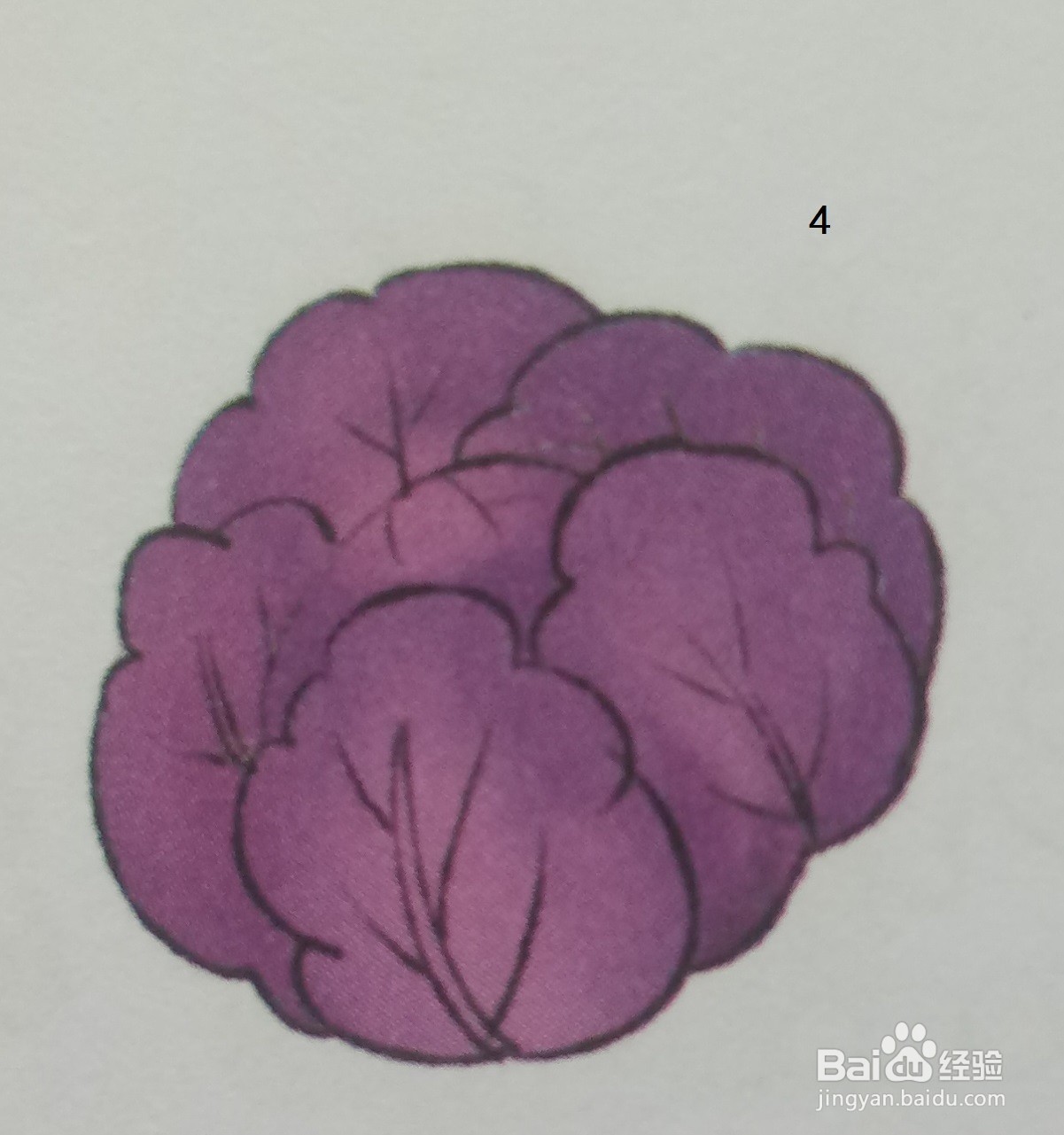 用深紫色绘制紫甘蓝的简笔画(食物篇)