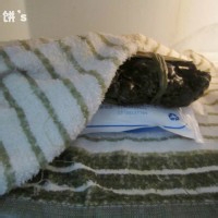 清蒸大闸蟹】附:螃蟹挑选以及保存法