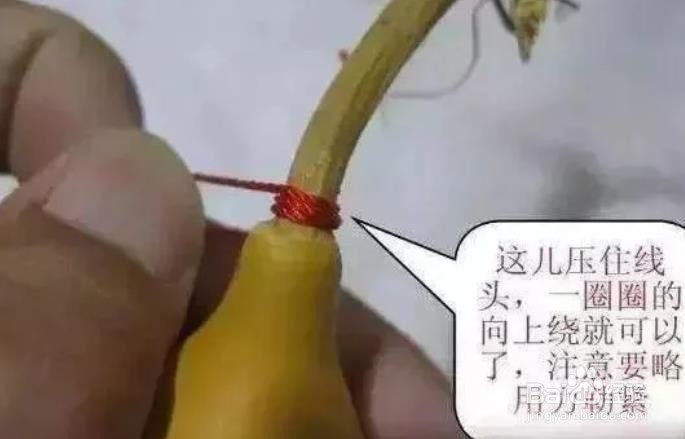 葫芦龙头怎么保护