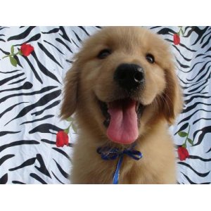 怎样让金毛犬胖起来