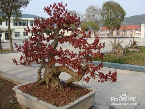 枫树盆景如何杀桩