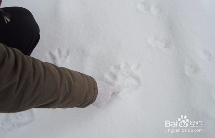 如何在雪地里画画