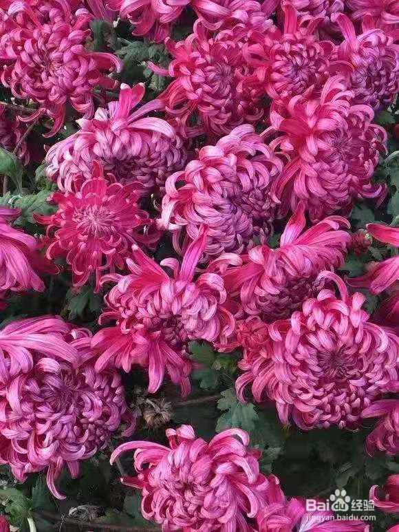 3种花现在养1盆，1个月就开花，一直开到12月