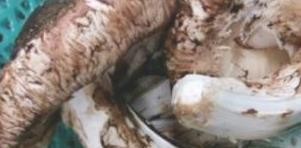 赤松茸怎么洗干净