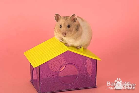 养仓鼠是否会染上鼠疫