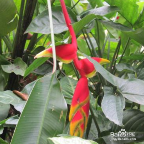 怎么养好串钱景天?