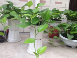 绿萝放置时应注意点什么？