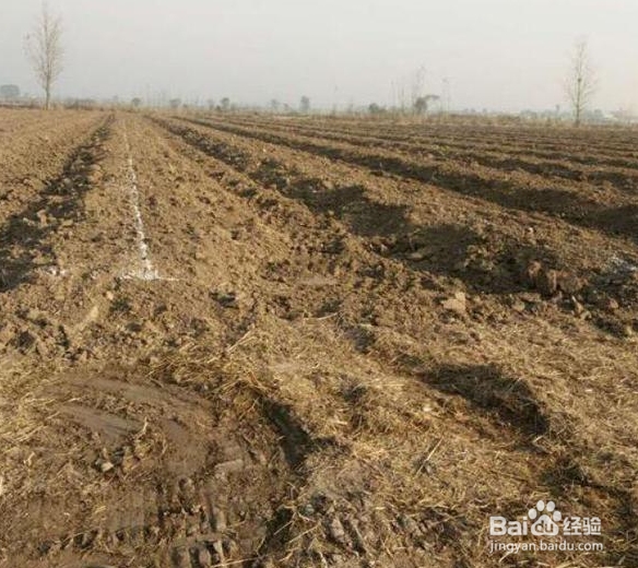 起垄种植的好处